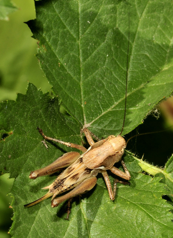 Tettigoniidae: cfr. Pholidoptera aptera, giovane femmina